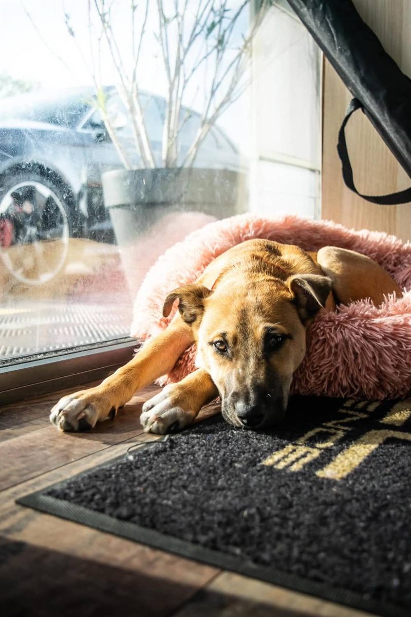 Luna allongée dans son panier, près de la vitrine de l'atelier